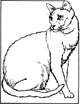 Kedi Resimleri